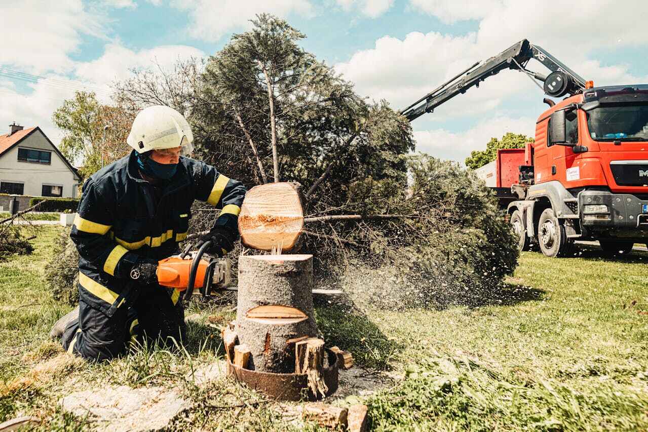  Blackwells Mills, NJ TreeGuard Tree Service Pros